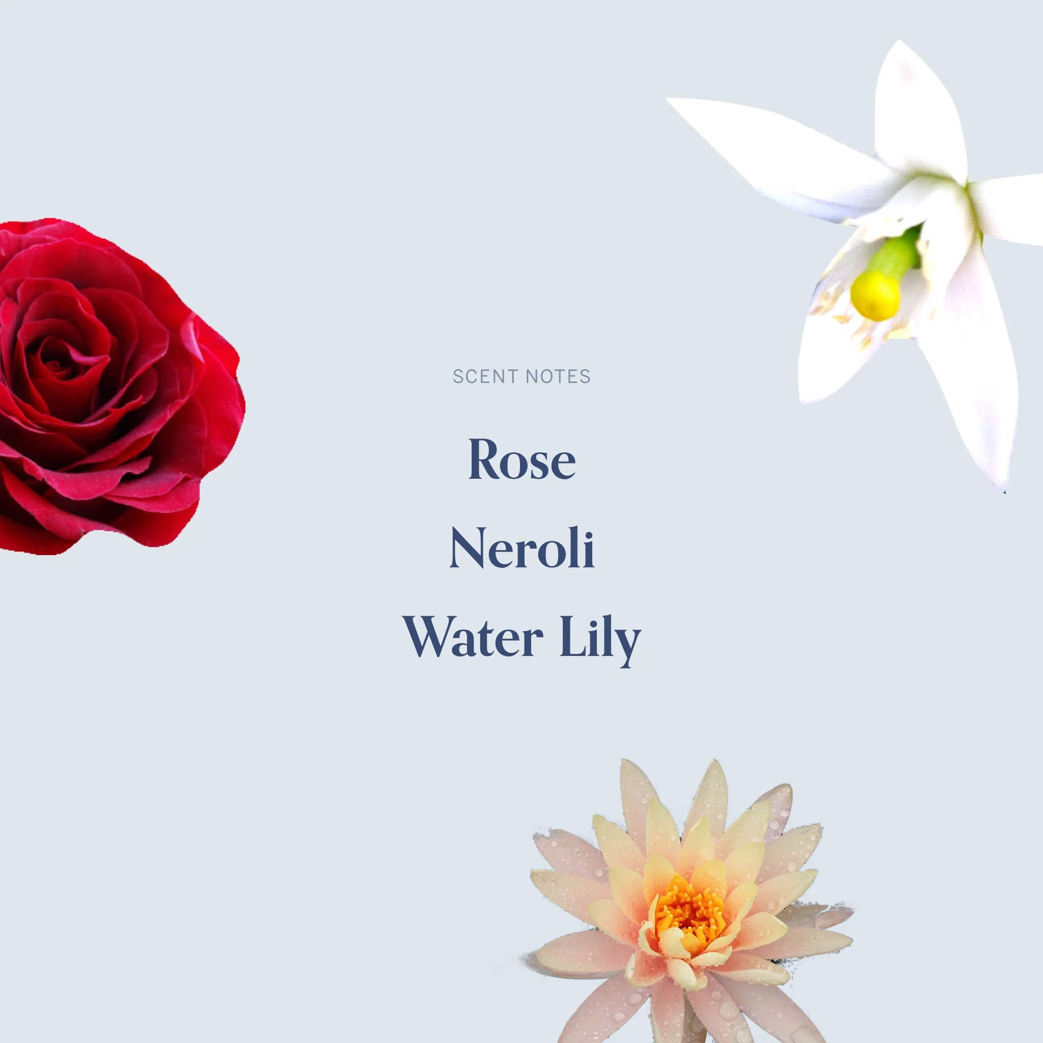 The December Nineteenth Candle - Image 4